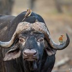 Cape Buffalo