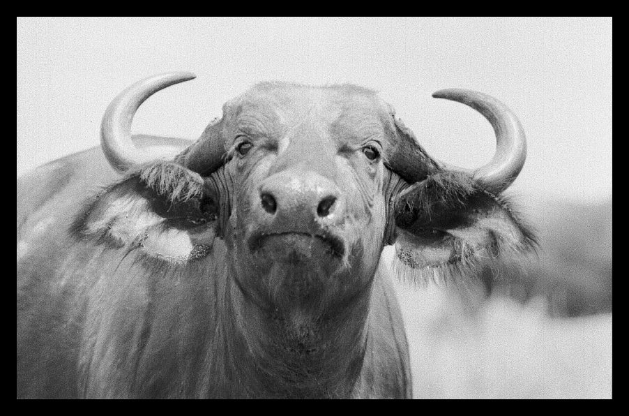 Cape Buffalo - Kenya