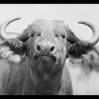 Cape Buffalo - Kenya