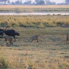 Cape Buffalos vs Lions am Choke River