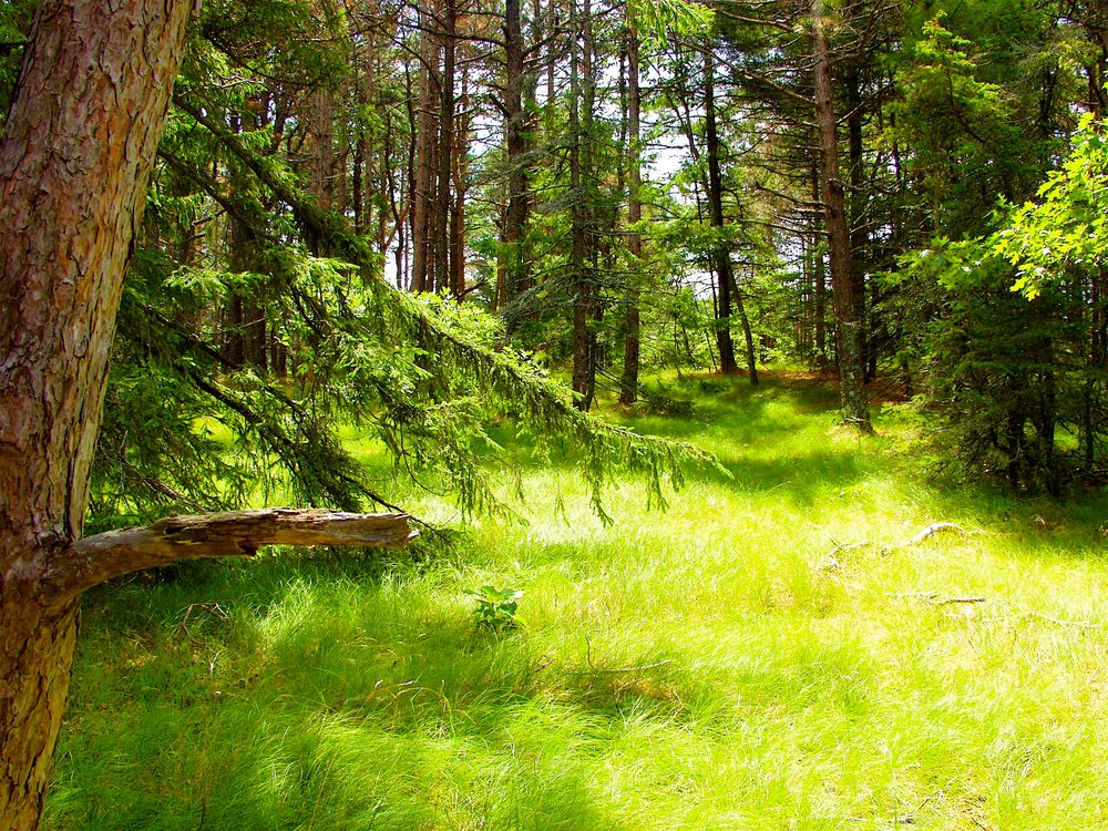 Cape Cod Forest