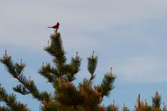 Cape Cod Vogel