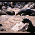 Cape Cross Community - Namibia