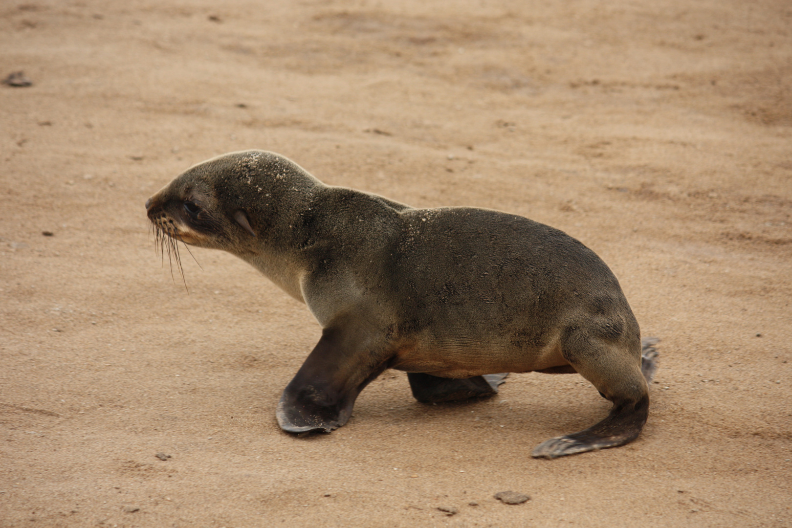 Cape Cross Namibia