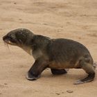 Cape Cross Namibia