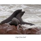 Cape Cross Seal - die Geschichte einer Geburt #1