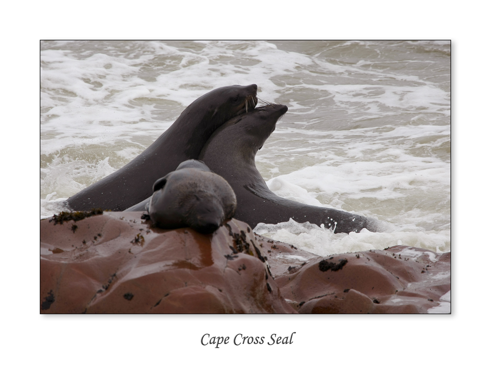 Cape Cross Seal - die Geschichte einer Geburt #1