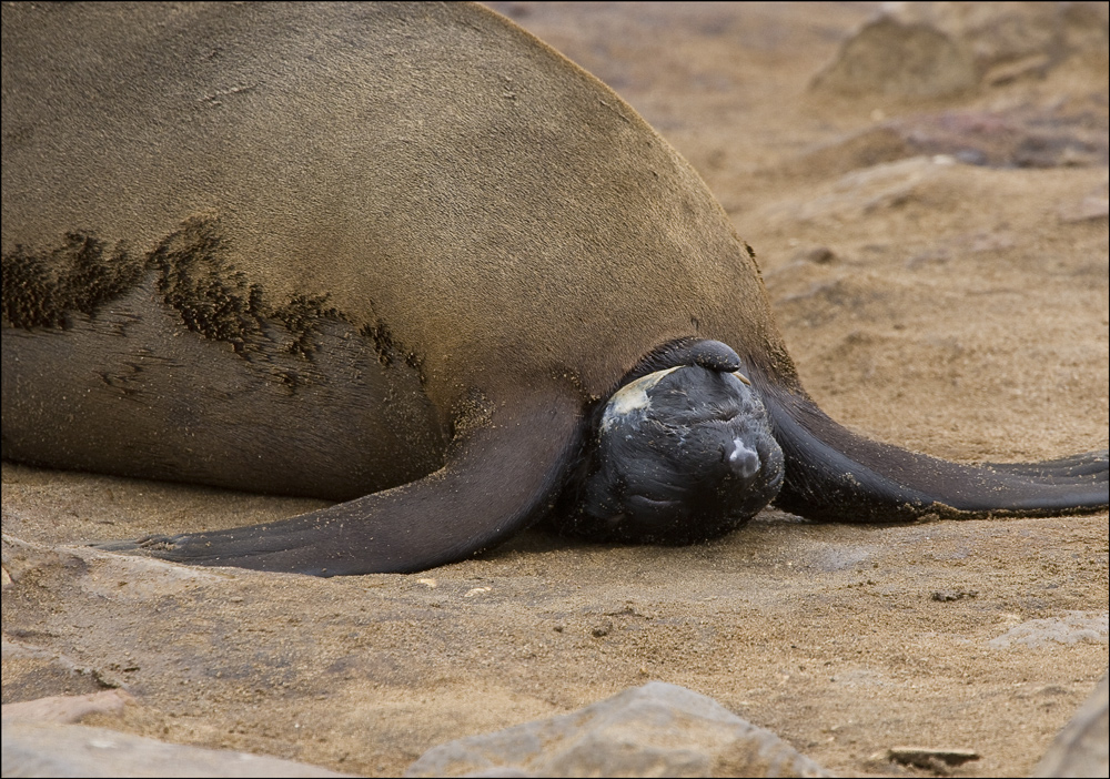 Cape Cross Seal - die Geschichte einer Geburt #11