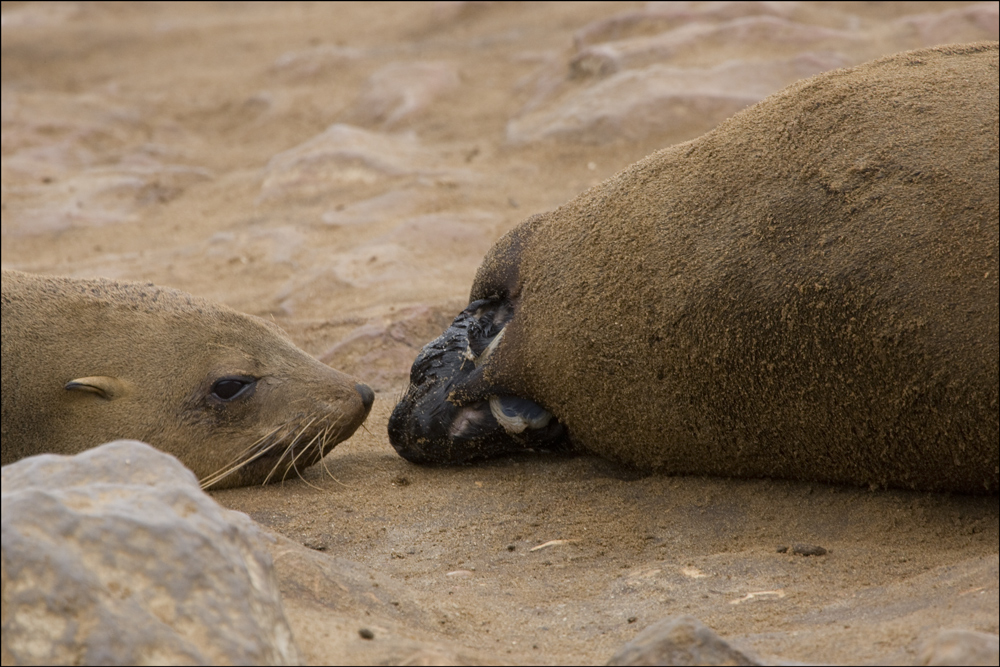 Cape Cross Seal - die Geschichte einer Geburt #12