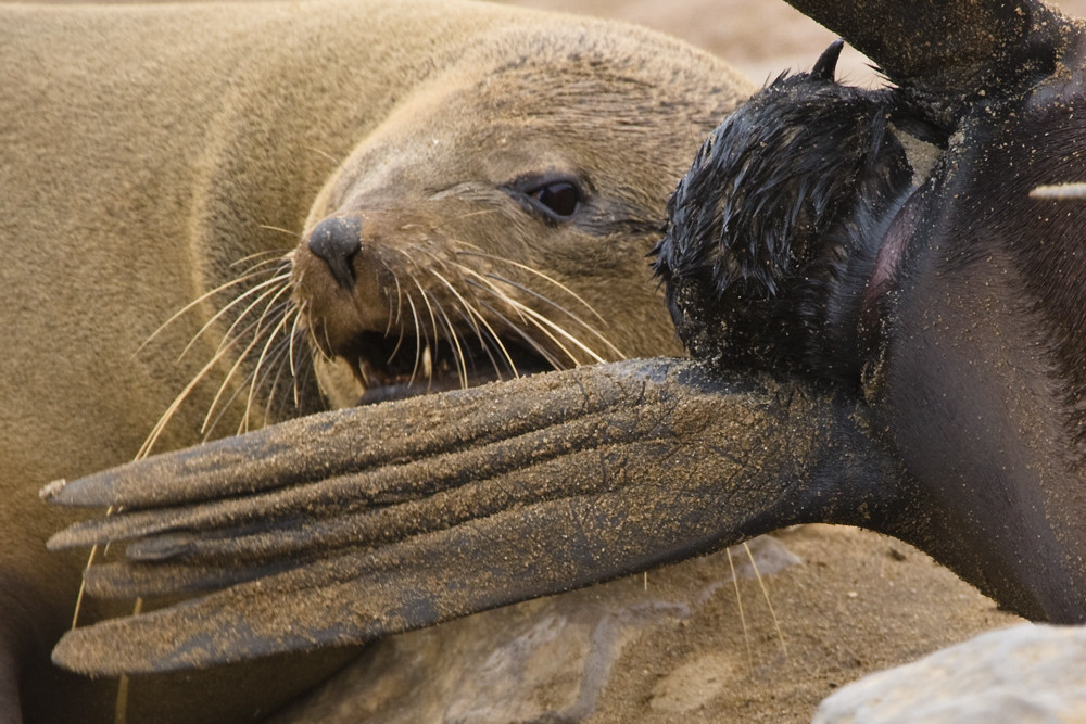 Cape Cross Seal - die Geschichte einer Geburt #13