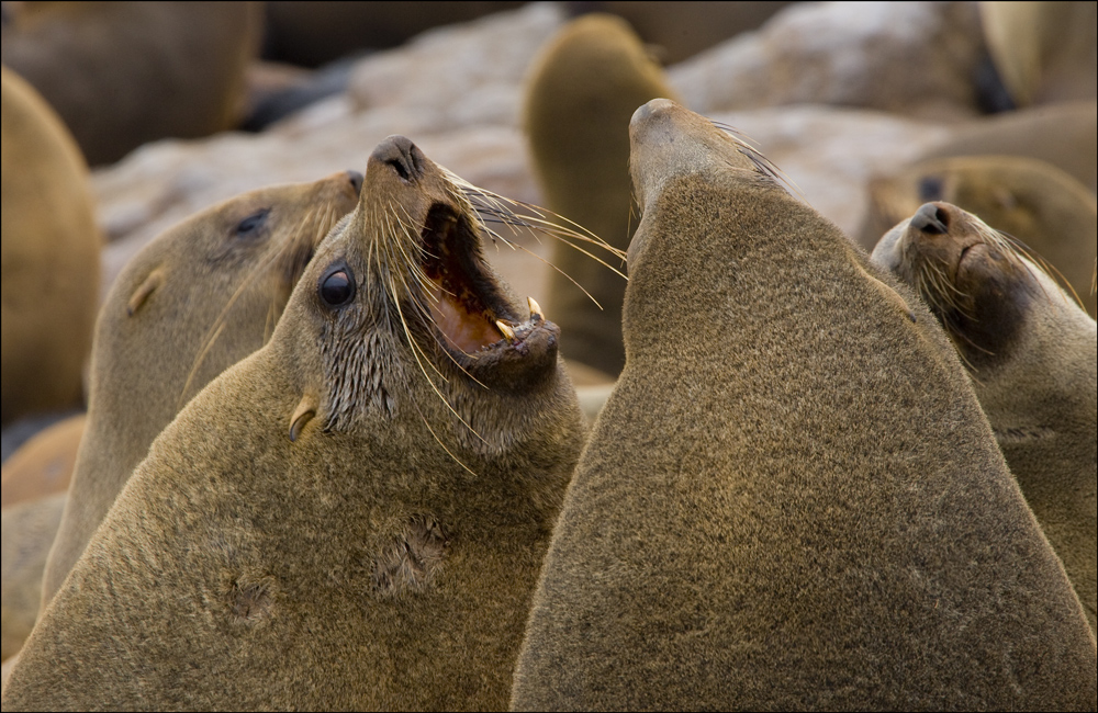 Cape Cross Seal - die Geschichte einer Geburt #14