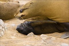 Cape Cross Seal - die Geschichte einer Geburt #15
