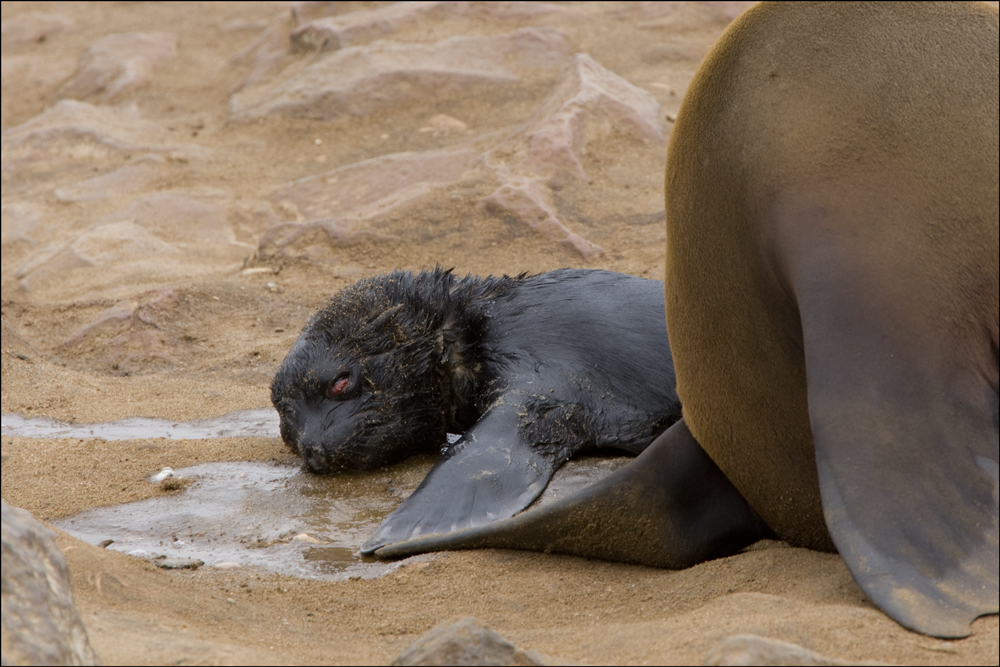 Cape Cross Seal - die Geschichte einer Geburt #17