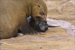 Cape Cross Seal - die Geschichte einer Geburt #18