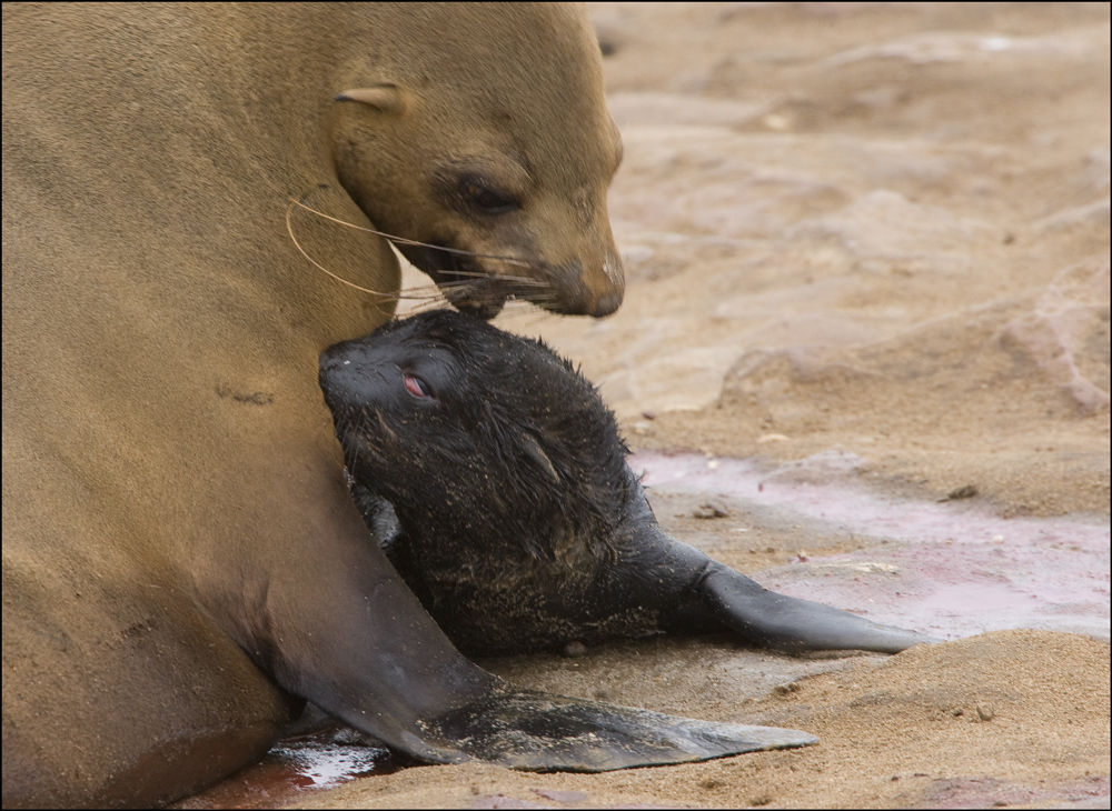 Cape Cross Seal - die Geschichte einer Geburt #19