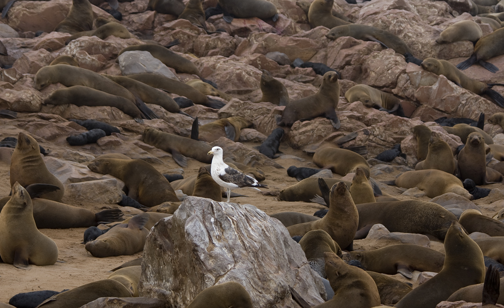 Cape Cross Seal - die Geschichte einer Geburt #2