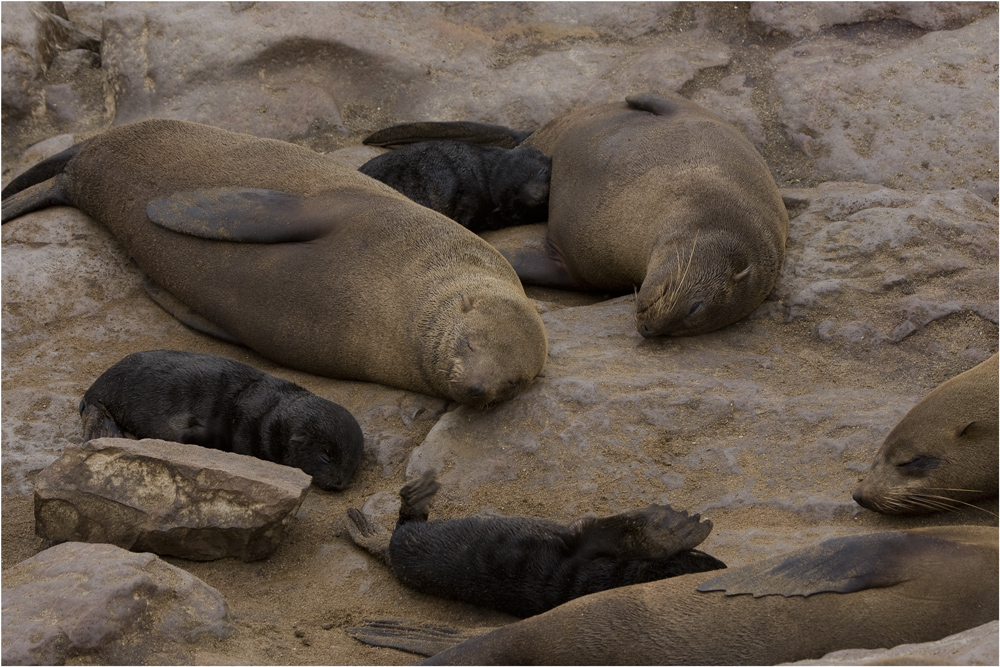 Cape Cross Seal - die Geschichte einer Geburt #3