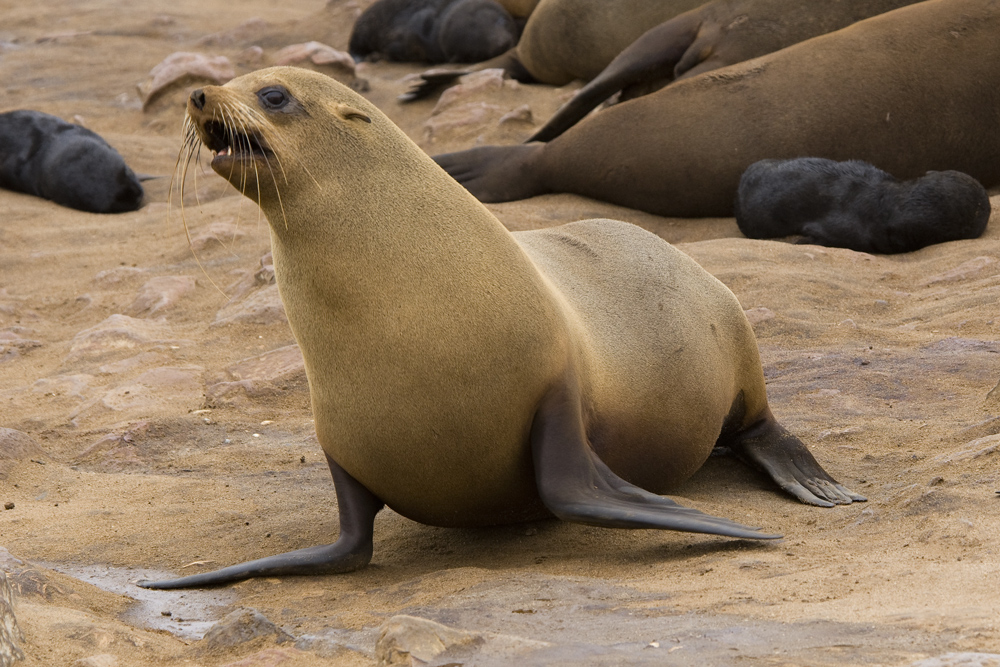 Cape Cross Seal - die Geschichte einer Geburt #4