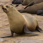 Cape Cross Seal - die Geschichte einer Geburt #4