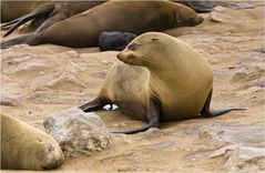 Cape Cross Seal - die Geschichte einer Geburt #5