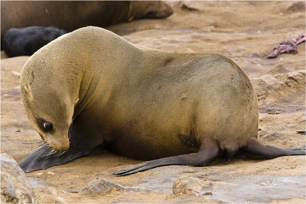 Cape Cross Seal - die Geschichte einer Geburt #6