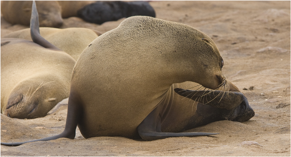 Cape Cross Seal - die Geschichte einer Geburt #7