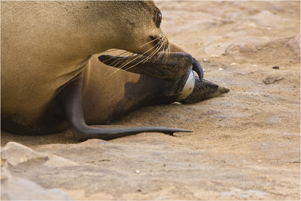 Cape Cross Seal - die Geschichte einer Geburt #8