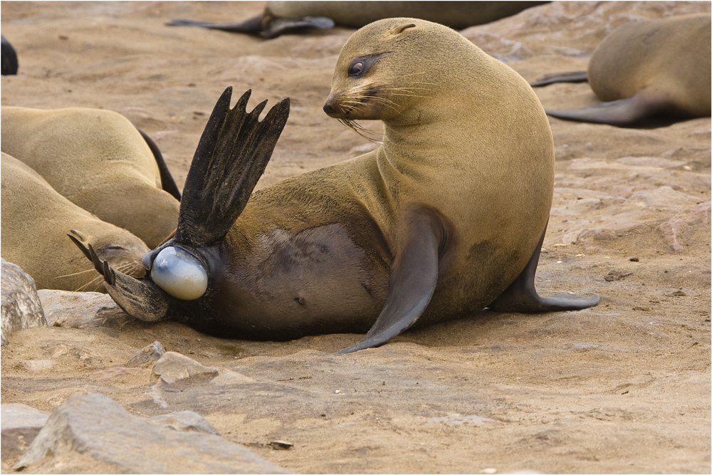 Cape Cross Seal - die Geschichte einer Geburt #9