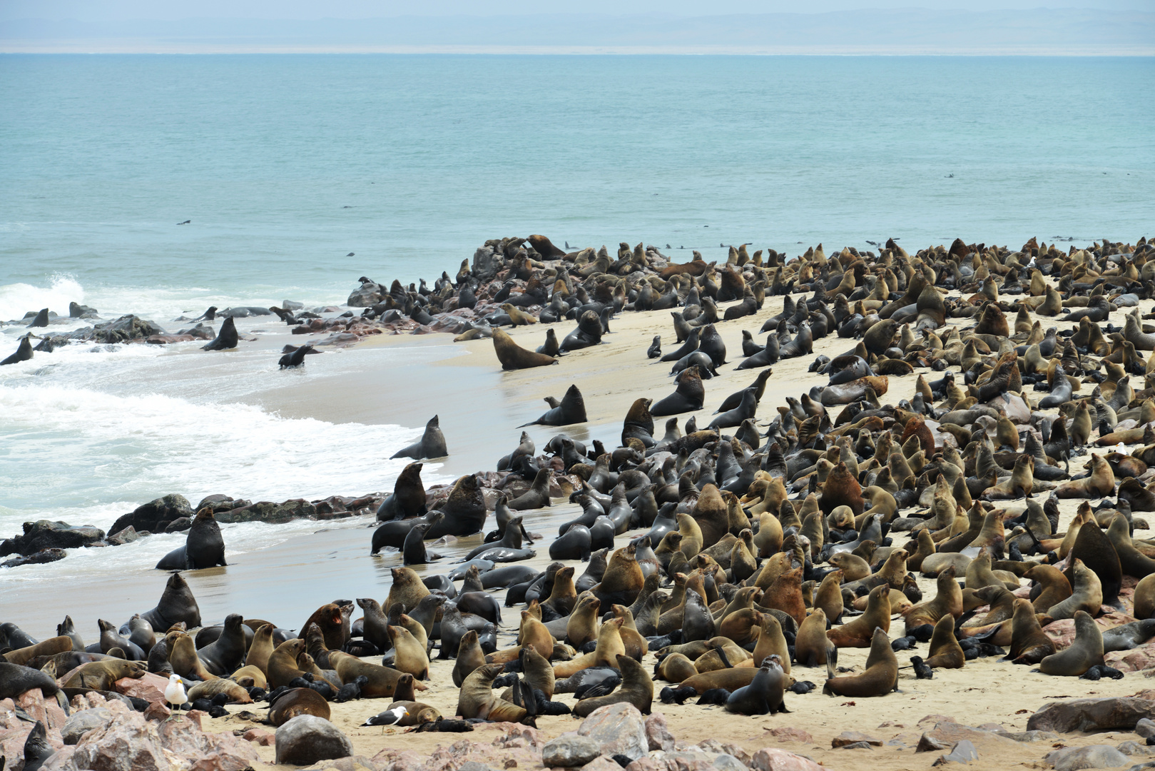 Cape Cross: Seelöwenkolonie