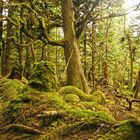 Cape Five Trail - Haida Gwaii - Kanada