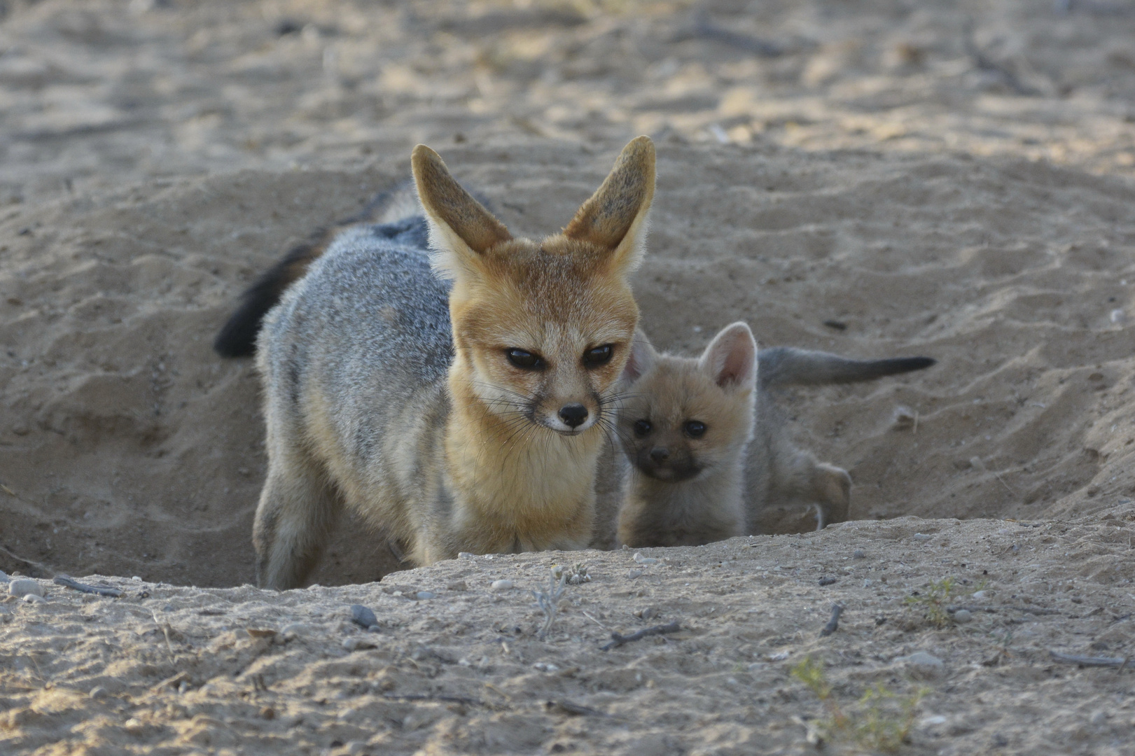 Cape Foxes - Kapfüchse