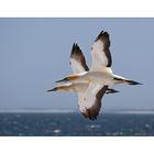 cape gannets