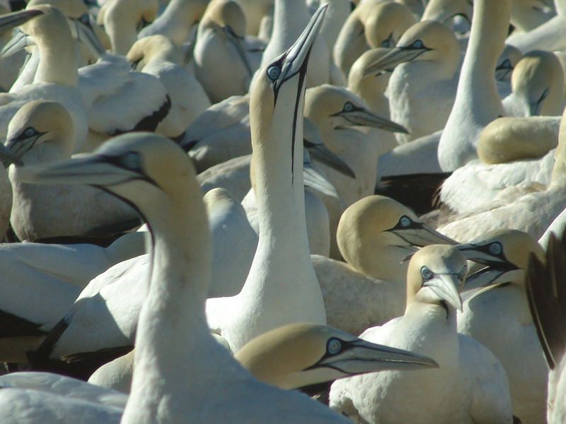 Cape Gannets at Bird Island