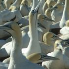 Cape Gannets at Bird Island