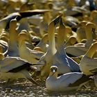 Cape Gannets