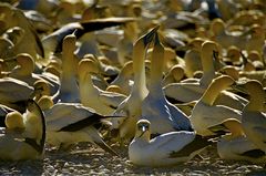 Cape Gannets