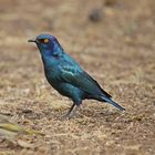 Cape Glossy Starling