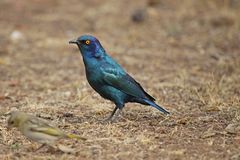 Cape Glossy Starling