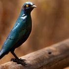 Cape Glossy Starling