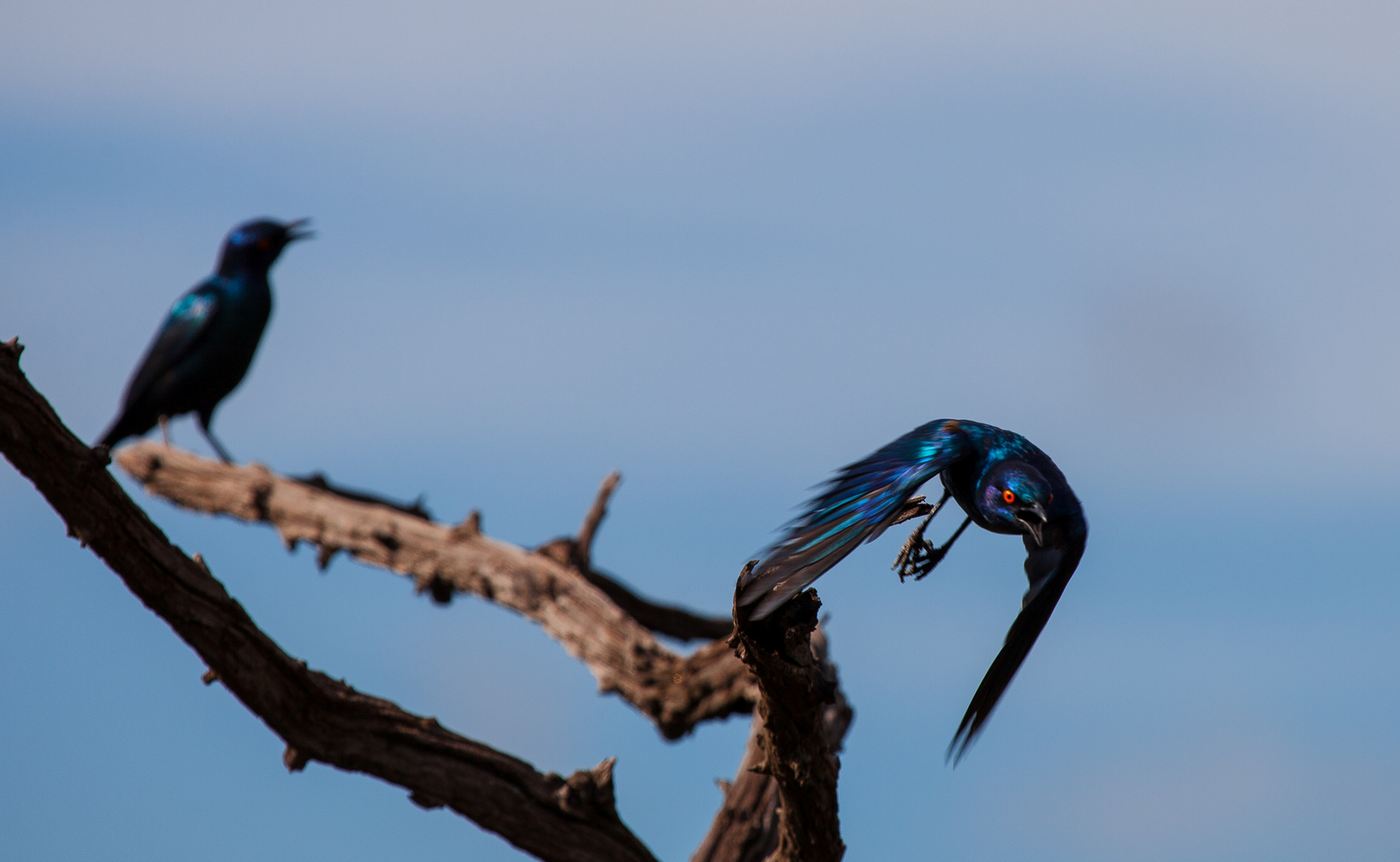 Cape Glossy Starling / Glanzstare