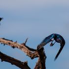 Cape Glossy Starling / Glanzstare