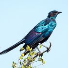 Cape Glossy Starling -Rotschulterglanzstar