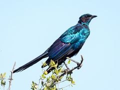 Cape Glossy Starling -Rotschulterglanzstar