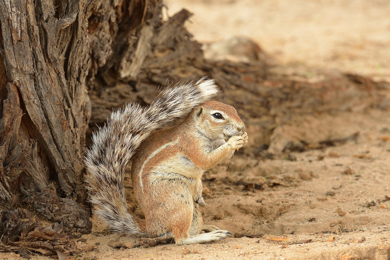 Cape ground squirrel