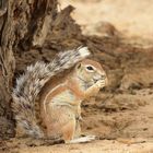 Cape ground squirrel