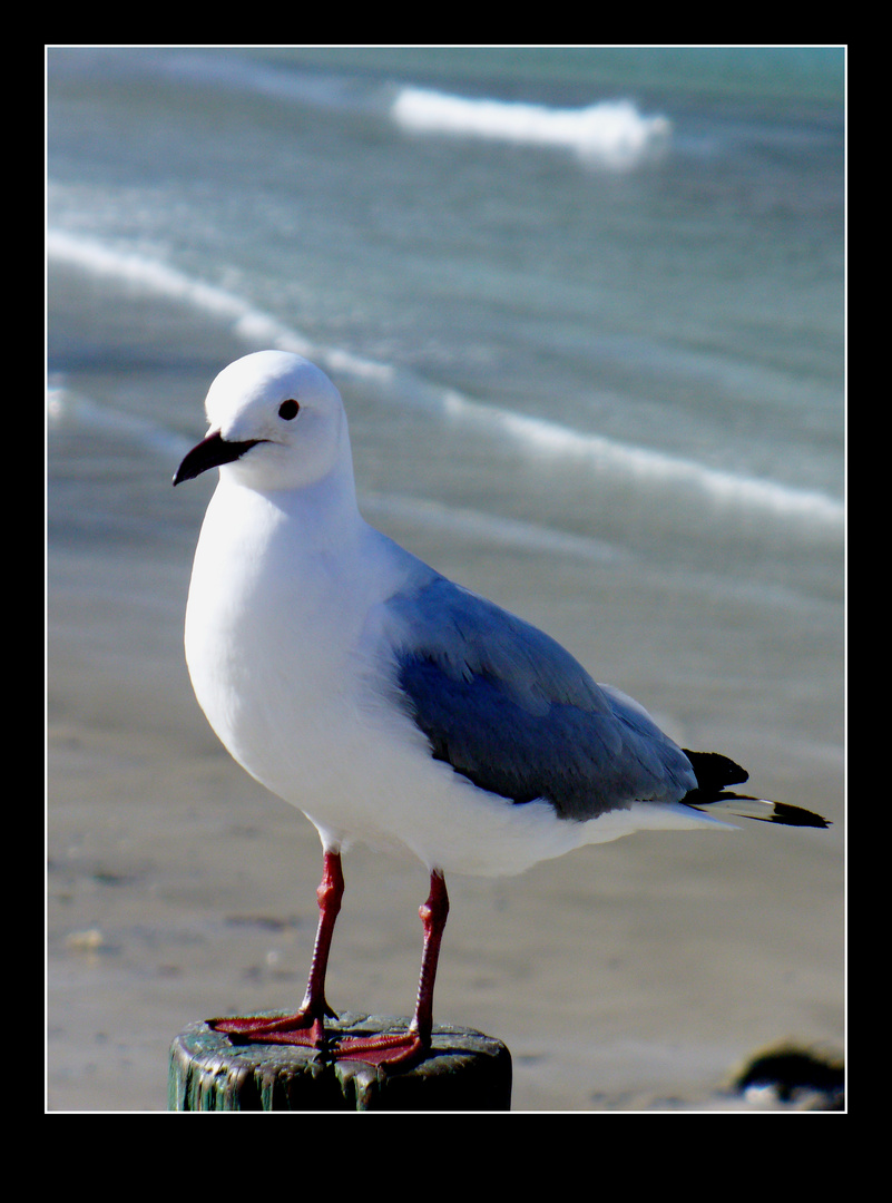 Cape Gull