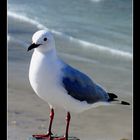 Cape Gull