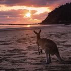 Cape Hillsborough 