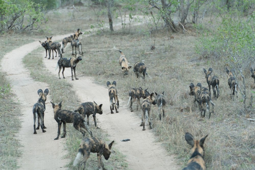 Cape Hunting Dogs