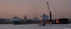 CAPE ISLAND / Bulk Carrier / Rotterdam